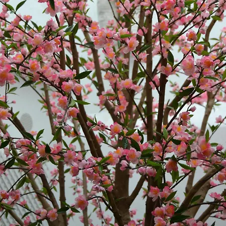 Deniké Grupo Atalaia Penzion 2*