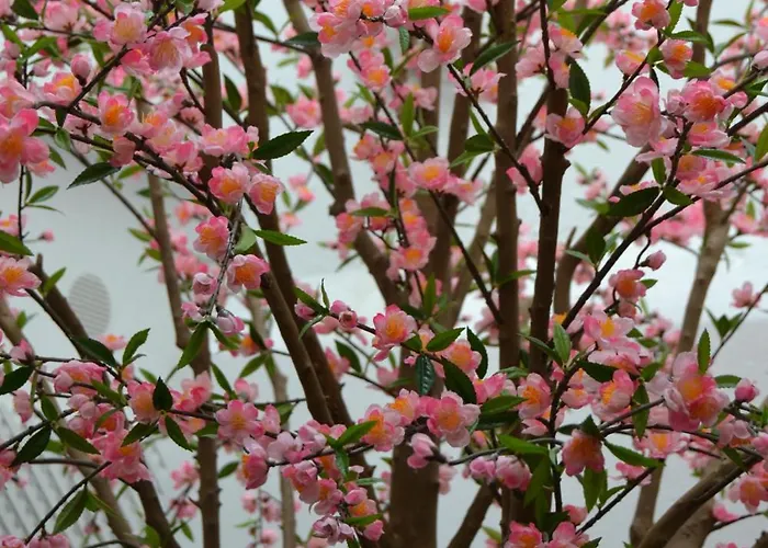 Denike Grupo Atalaia Pensjonat 2*